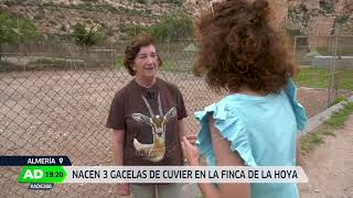 Nacen trillizos de gacela de Cuvier en la Finca Experimental La Hoya