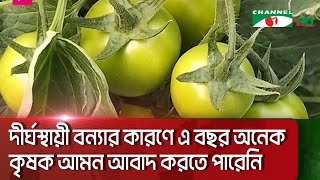 লক্ষ্মীপুরে টমেটো আবাদে ঝুঁকছেন কৃষক || Channel i News