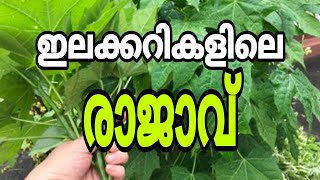 ചായ മൻസ | ഇലക്കറികളുടെ രാജാവ് | Chaya  mansa cheera in Malayalam