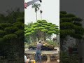 inspirasi bonsai raksasa