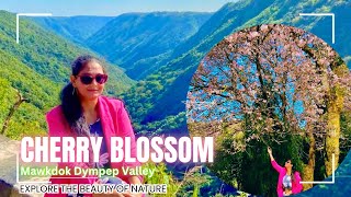 Cherry Blossom Cherrapunji 2024 | Mawkdok - Dympep Valley | Green V Valley View Point Cherrapunji