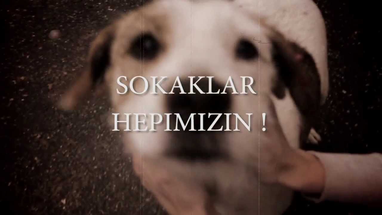 Sokaklar Hepimizin - Sokak Hayvanlarının Yaşam Hakkına Saygı - YouTube