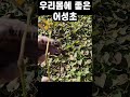 염증에 좋은 어성초 많이들 아시죠😆 어성초 어성초효능 황금약초식물원 약초도시농부