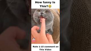 Most Funny Cats Video Short 2023 #cats #funny  #shorts #short || part 1