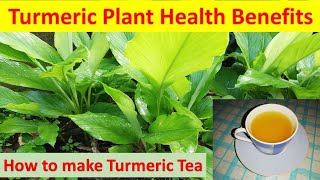 Turmeric Plant Health Benefits and Making Turmeric Tea.