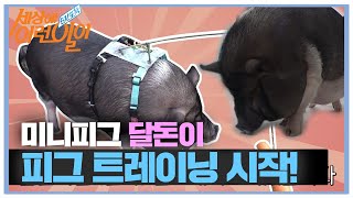 미니피그 달돈이, 본격 피그 트레이닝 시작!ㅣ순간포착 세상에 이런 일이(Instant Capture)ㅣSBS Story