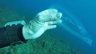 Ghost fish: Sea creature that's almost totally transparent identified as a salp