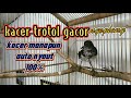 kacer trotol gacor ngeplong//kacer manapun auto nyaut100%