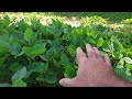 Soybean for Food Plots Pros & Cons