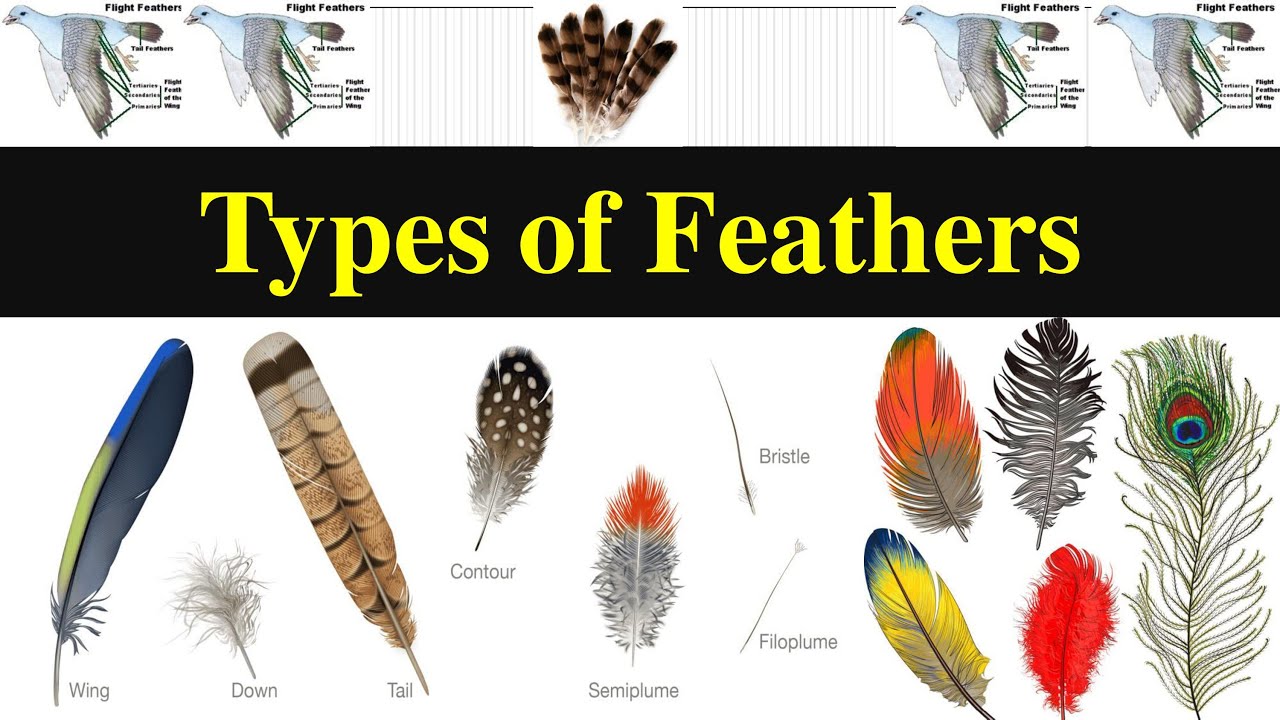 Types Of Bird Feathers Chart