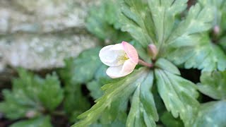 4k ニリンソウ　蕾　自宅園芸　山野草　草花