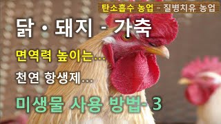 91강- 닭사육 돼지사육 - 가축사료 만들기 미생물 사용 방법