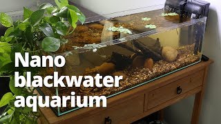 Nano blackwater aquarium build with neon tetras