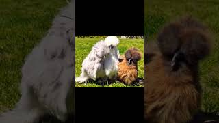 Beautiful silkie chicken 😱 #trending #ytshorts #chicken