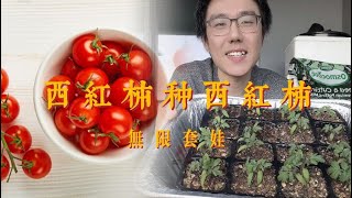 西红柿这样种吃不完 | 西红柿育苗