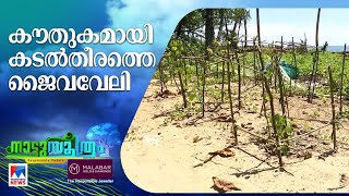 കടൽതീരത്ത് ജൈവവേലി; മാതൃകയായി  ശ്രീനാരായണപുരം പഞ്ചായത്ത് |Nattusoothram