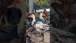 ទាកាប៉ា #short #pets #animal #birds #duck #farming