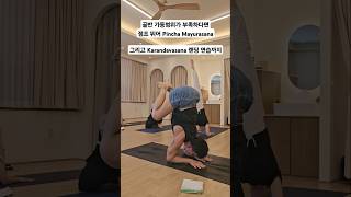 [무이스요가] 점프 뛰어 Pincha Mayurasana 그리고 카란다바 랜딩까지 #yoga #하타요가 #yogashorts #hathayoga #요가 #아쉬탕가요가