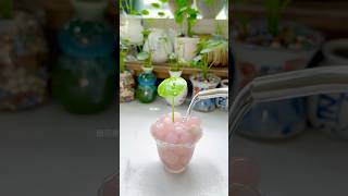 Unique way to grow plants flower in cup to be beautiful #shorts #diy #flowers #easy #plants