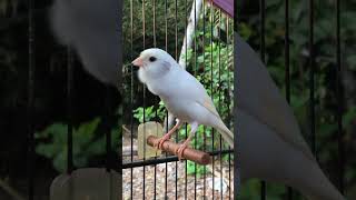 The Best Canary Sound!! Belgian Canary Training Singing