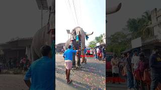 ഡാ മകനെ നീ എന്താ ഈ കാണിക്കുന്നത് പിള്ളേർ കണ്ടാൽ പേടിക്കും / ഉഷശ്രീ ശങ്കരൻകുട്ടി  #ഉഷശ്രീശങ്കരൻകുട്ടി