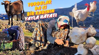 YAYLA DA SON GÜN / BAHÇEMİZE NELER EKTİK 4K