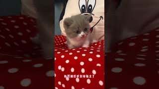 Crying 跳跳是只矮腳貓：小貓到家的第壹天，居然哭了！#cat #shorts