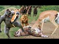 Rare story... The ferocious baboon rushes to attack cheetahs and lions to rescue impala