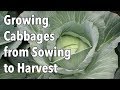 Growing Cabbages from Sowing to Harvest