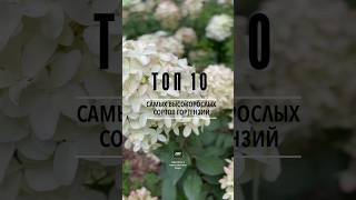 Самые высокорослые гортензии. ТОП 10 лучших сортов