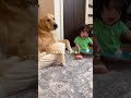 大型犬とベビーの日常 shorts short shortvideo goldenretriever 犬 犬のいる暮らし dog