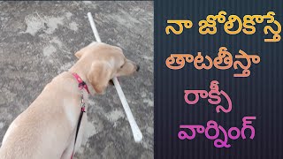 నా జోలికి రావద్దు | నేను అసలే మంచోడిని కాదు | Roxy warning | #shorts