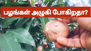 சப்போட்டா பழம் பற்றி தெரிந்து கொள்வோம்/ Mom in online