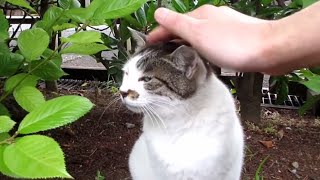 [野良猫]猫草を食べ終わったキジ白猫をモフったらこっちでモフってと誘われました！[straycat]I was invited by a cat to mofu here!