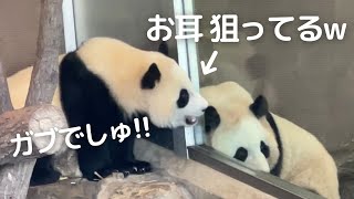 【速報!!姉妹コント!?】桃浜がガラスをバンっ→楓浜びっくり😂遊びが面白かわいい❤パンダの姉妹🐼