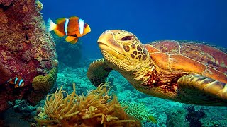 The beautiful nature + Music | Nature Relaxation™ Rare & Colorful Sea Life Video + Switzerland view