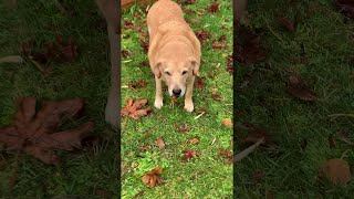 Cheeky Dog Caught Stealing Carrots || ViralHog