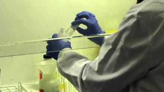 How Do Process a Urine Sample? | Francesca Albertini