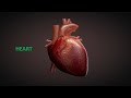 Heart (part-1). Prof. Dr. Md. Ashfaqur Rahman