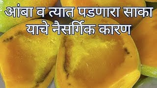 आंबा व त्यात पडणारा साका याचे नैसर्गिक कारण...Mango \u0026 Nature