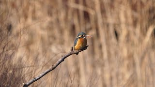 蟹ヶ谷公園のカワセミ（雌）その１（4K60P動画）