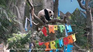 Giant Panda Le Le birthday party 大熊猫叻叻一周岁生日趴 @ 新加坡河川生态园