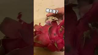 宝！我今天去做核酸了 什么酸 偷吃火龙果失败的心酸#猪大肠妹妹 #萌宠出道计划 #动物的迷惑行为