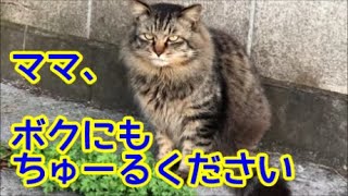 【爆笑】超ビッグな長毛キジトラ猫・母猫にちゅーるを奪われる！