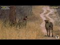 Cheetah Jumping Up A Tree