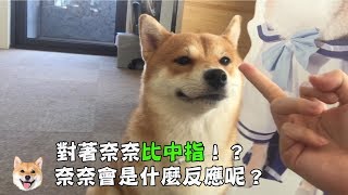 【柴犬Nana(奈奈)】對奈奈比中指!?奈奈會是什麼反應呢?