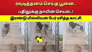 வம்பு செய்த பூனை பதிலுக்கு நாயின் செயல்!