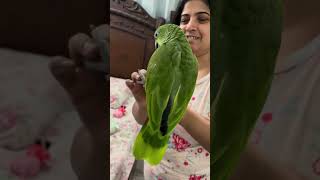 Our cute 🥰 adorable Amazon baby parrot 🦜 Raisona