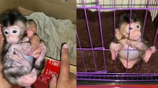 NEWBORN BABY MONKEY IS VERY HAPPY WITH ITS NEW BED