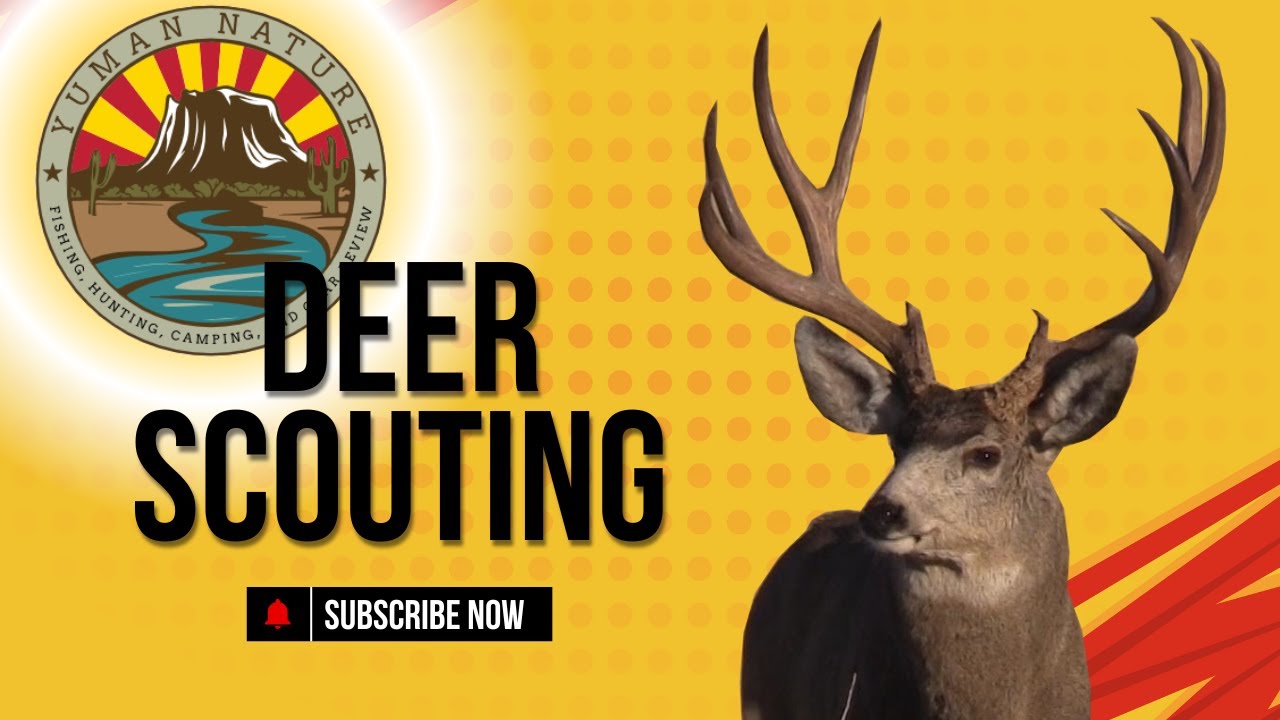 Deer Scouting Youtube